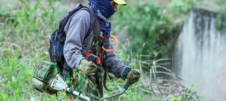 Desmalezamiento contra el mosquito Aedes aegypti